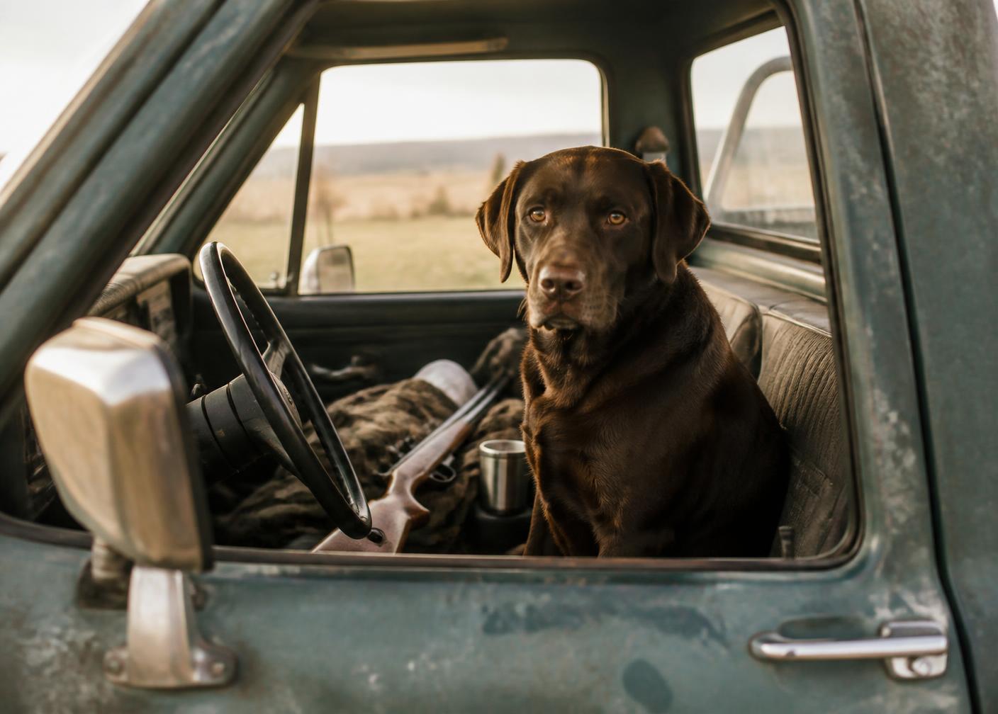 A retriever riding shotgun in a weathered pickup truck